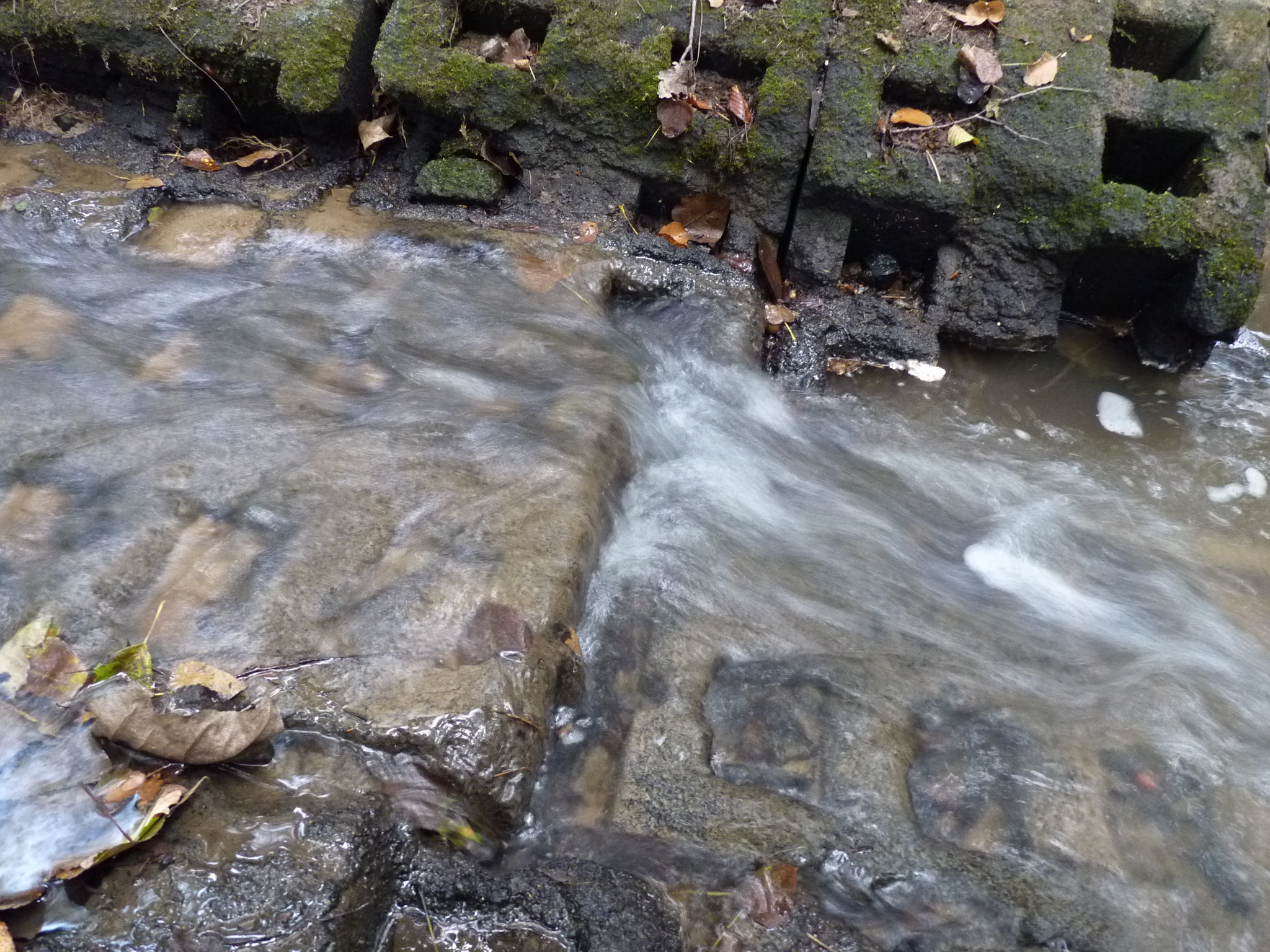 P1010313.JPG
