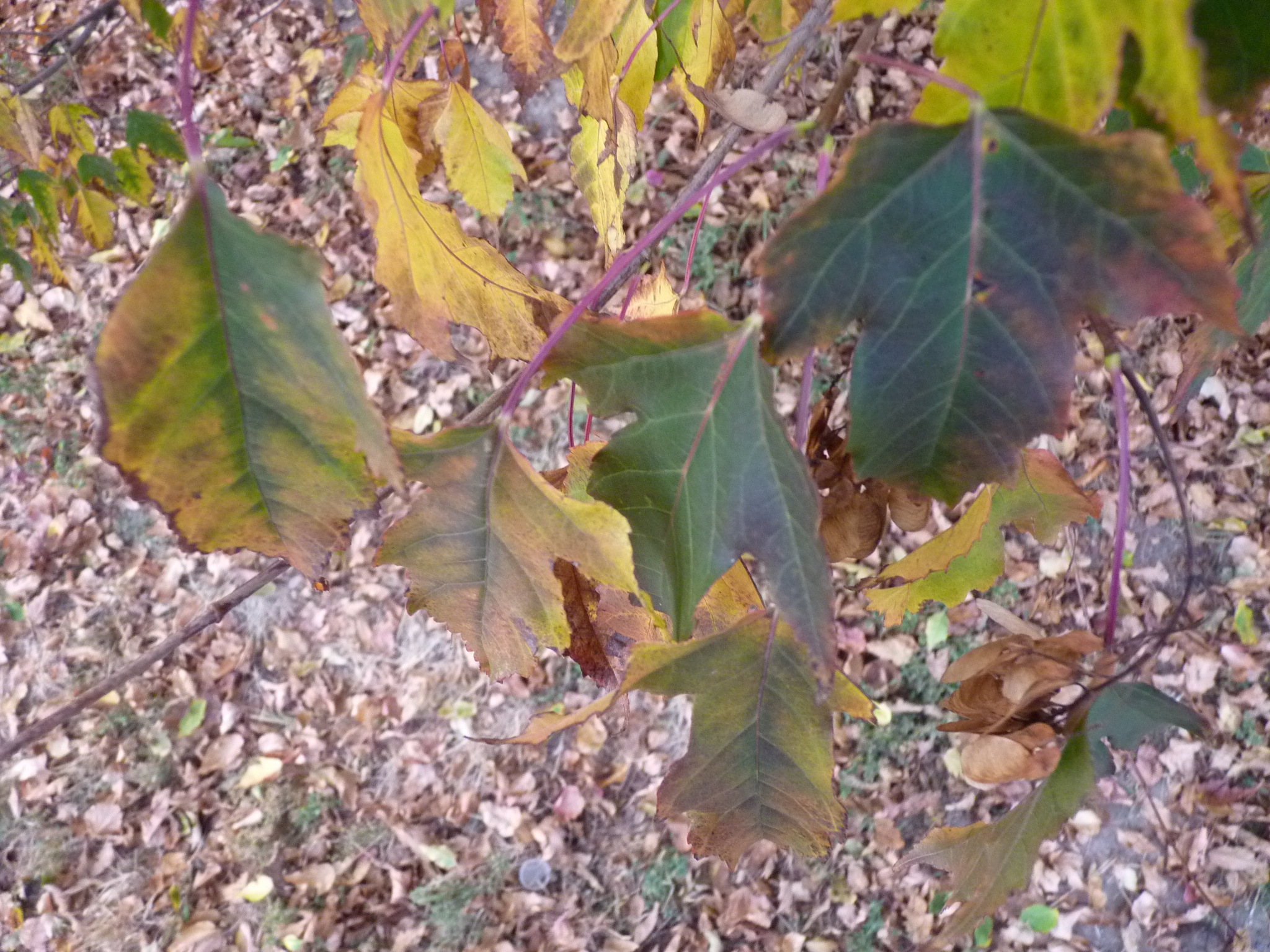 P1010339.JPG