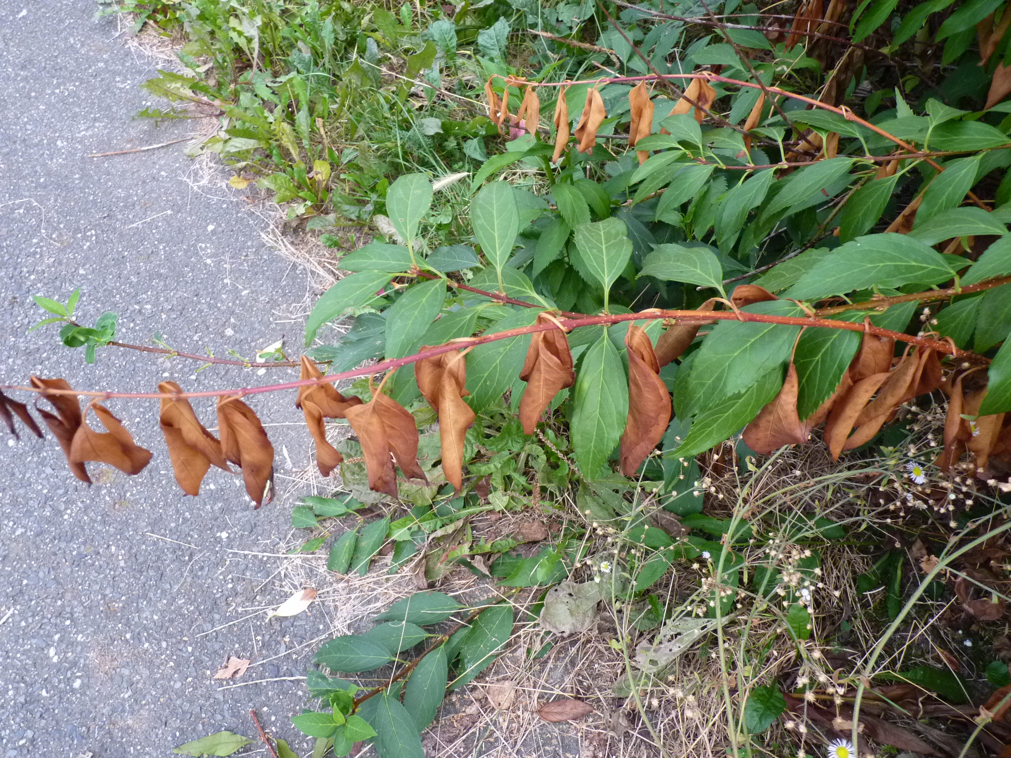 P1010351.JPG